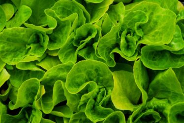 Photo natural antibiotics plants