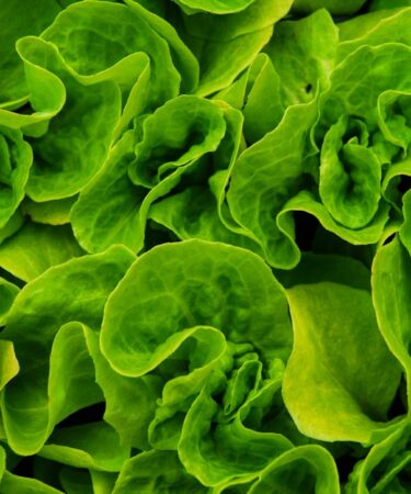 Photo natural antibiotics plants