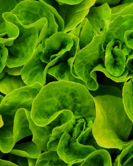 Photo natural antibiotics plants