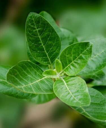 Photo Natural pain relief